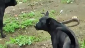 Собаки поймали змею.  борьба диких животных