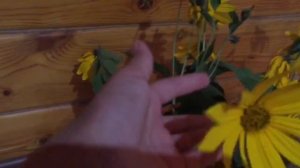 Цветы топинамбур?? это старое видео сейчас эти цветы завяли