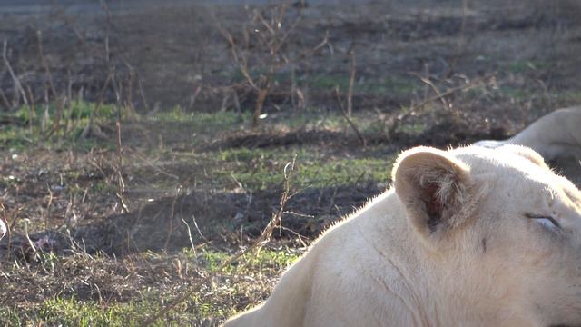Белое золото парка Тайган! .Львиный прайд удивительной красоты! Январь 2021. смотреть онлайн