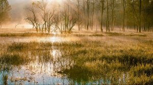 Болото  Расслабляющие звуки природы