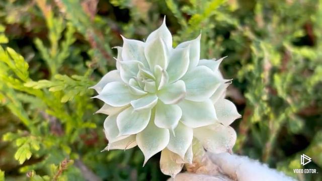Echeveria Margaret variegata смотреть онлайн