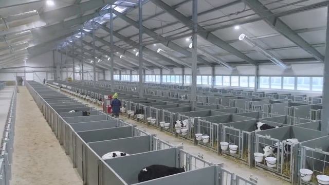 современный животноводческий комплекс