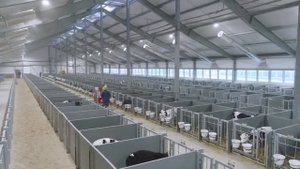 современный животноводческий комплекс