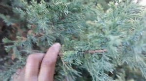 какого размера будут туи и можжевельники