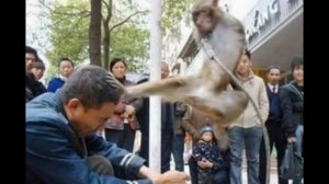 Обезьяны приколы  Приколы с обезьянами  Смешные обезьяны  Приколы с животными  Fun with the monkeys