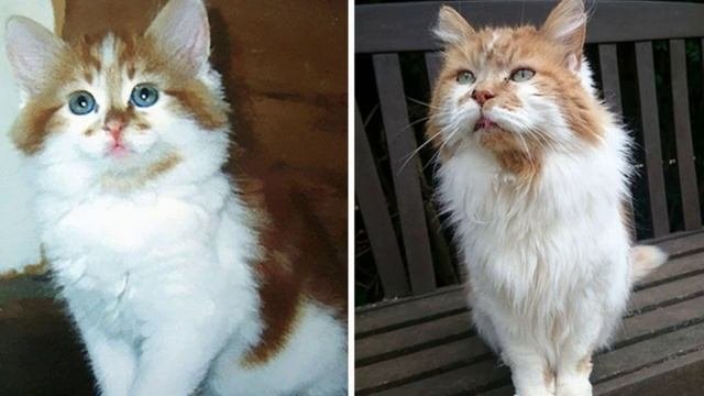сколько лет живут кошки / сколько лет живут кошки в домашних условиях / кот долгожитель