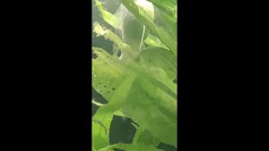 Роды Белой Моллинезии "СНЕЖИНКА"