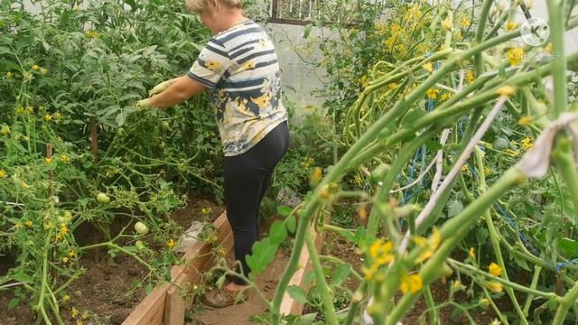 #многдетнаясемья#заготовкиназиму Заготовка компота на зиму из чёрной смородины с малиной