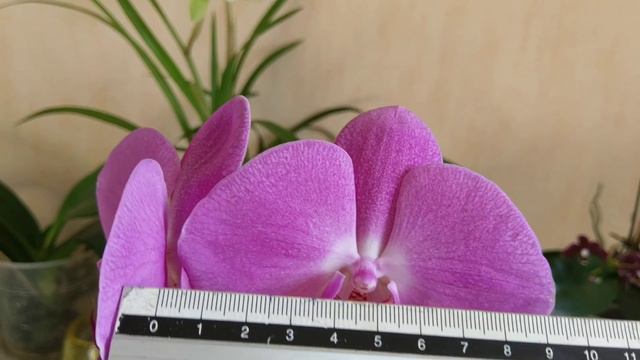 Синголо хочет реабилитироваться:-) смотреть онлайн