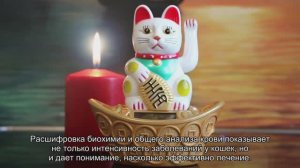 Расшифровка анализа крови у кошек