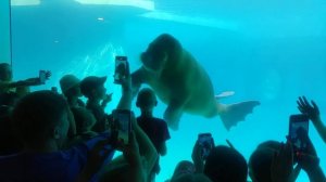 Моржи в Московском зоопарке