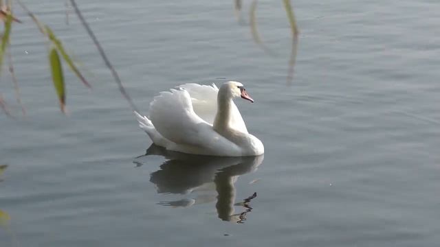 Что имеем, не храним, потерявши - плачем, автор Лана Свет. Читает Светлана Светлая.