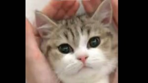 Смешные котики 2