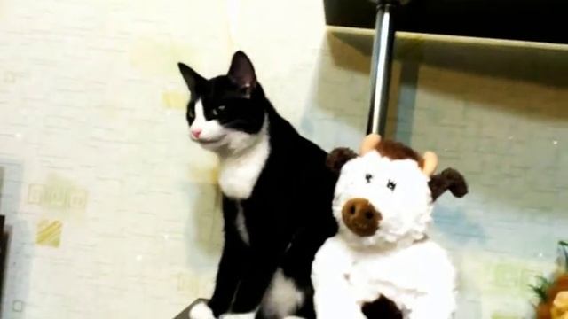 Наша Кися любит поговорить по душам))) смотреть онлайн