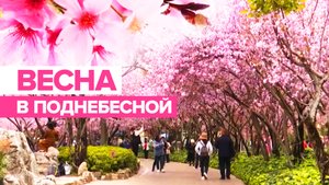 От рапса до сакуры: в Китае начался сезон цветения деревьев