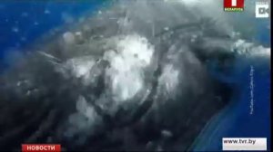 Кит спас биолога от нападения акулы в Тихом океане