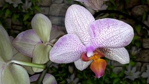 Для кого цветет орхидея?