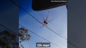 This woman's four day battle with a huntsman spider is epic! ?