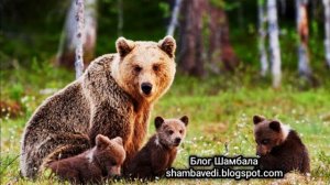 ИСПОВЕДЬ МЕДВЕДИЦЫ - ВАЛЕРИЯ КОЛЬЦОВА ( Блог Шамбала _ shambavedi.blogspot.com )