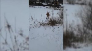 Туляк застрелил соседскую собаку из охотничьего ружья