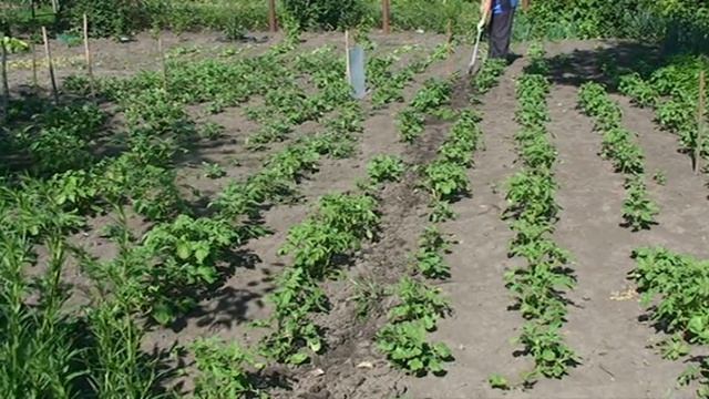 Борьба с сорняками׃  Быстрая прополка междурядья картофеля