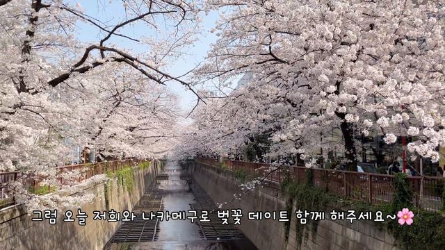 일본 도쿄 브이로그🗼편의점 신상 간식들, 돼지고기 김치찜 만들기, 나카메구로 벚꽃 나들이, 스타벅스 리저브 로스터리 도쿄 다녀온 소소한 도쿄 일상