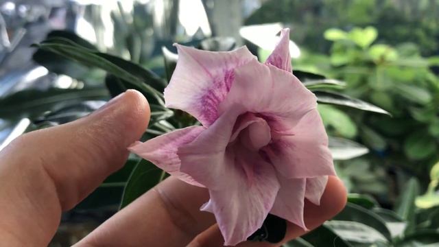 Цветение Адениума, сорт Grape Milkshake смотреть онлайн