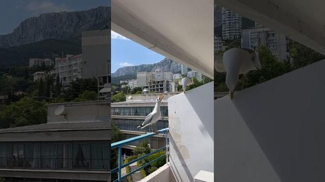 VID_20220626_170845_833.mp4.mov