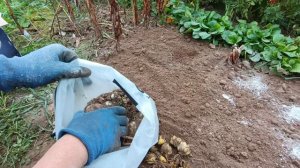 Псковская жизнь.
Как я сажаю лилии
Что кладу при посадке