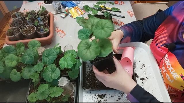 #ПЕЛАРГОНИЯ. Через 2 месяца от посева (ч.3) смотреть онлайн