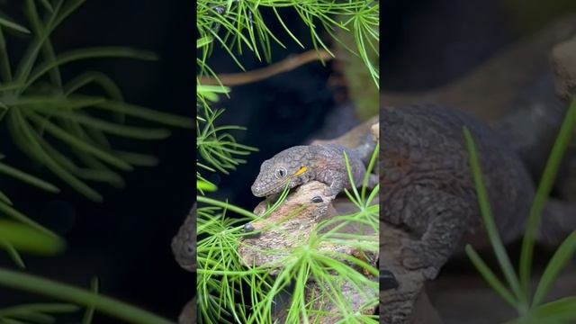 Baeyer’s Chameleon Gecko - Eurydactylodes agricolae