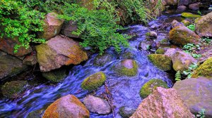 The Gentle Sound of Splashing Water in a Forest Spring