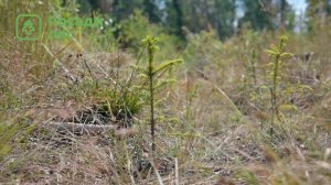 Агроуход Республика Удмуртия 19 июля 2023 года