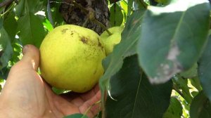 Груша ТЕМБОЛИ / Из серии азиатских груш "Наши"