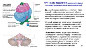 13. Нервная система позвоночных. Зоология позвоночных - Дубынин В. А. Teach-in.