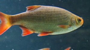 Часть3 угадай рыб по картинкам