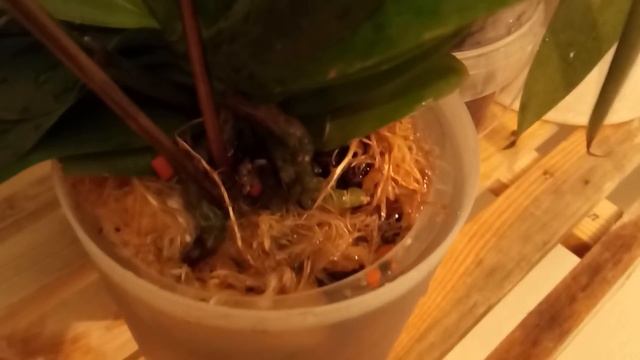 Как я удобряю свои орхидеи. Банный день. смотреть онлайн