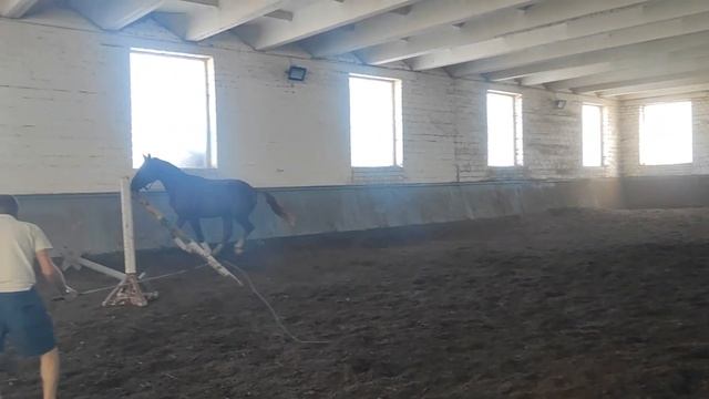 Ганноверский жеребец ChaccoBlue, SandroBoy2 года 160 см #продажалошадей #конныйрынок #жеребец