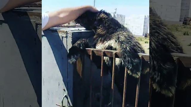 Ирландский волкодав, щенки