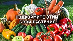 Подкормите ЭТИМ свои растения и они отблагодарят вас