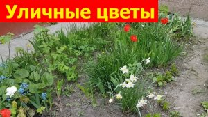 230425 Орловские уличные цветы Палисадник Тамары Михайловны улица Октябрьская газон клумб город Орел