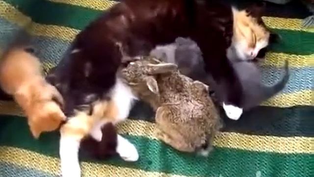 Добрая кошка мама, всех принимает,даже крольчонка!! смотреть онлайн