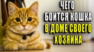 Чего боится кошка в доме своего хозяина