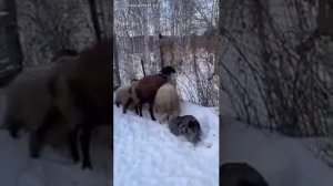 приколухи  как работает пастушья собака