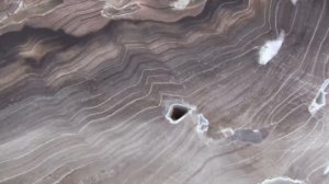 Окаменелое дерево. Срез.