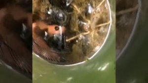 Паук фаланга