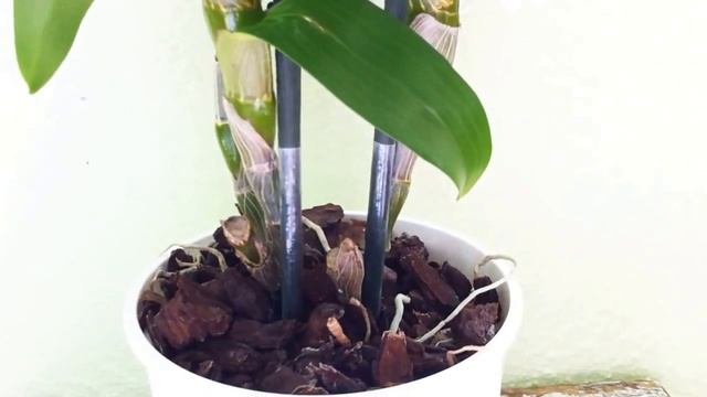 New Orchid - Dendrobium Spring Dream 'Apollon'