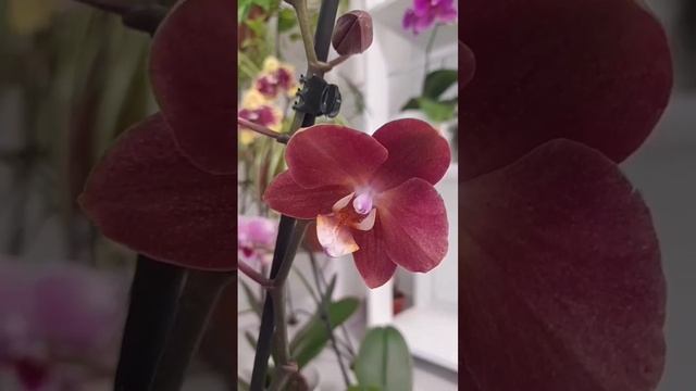 Распаковка новой орхидеи Phal.Horizon❤️??❤️? Unpacking a new orchid