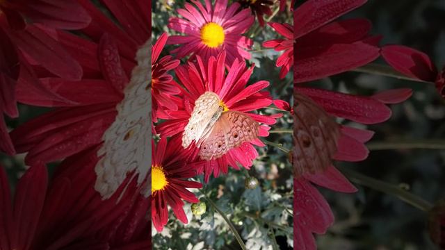 Butterfly on a flower смотреть онлайн