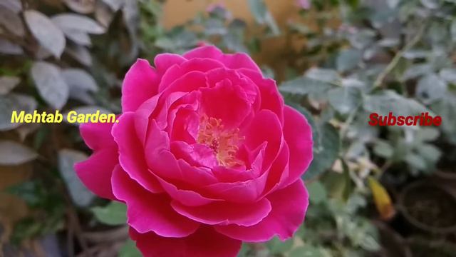#Rose #Flower Plant Summer Care June July month Rainy season @mehtab garden